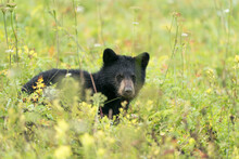Young Black Bear Standing In The Middle Of The Brush Looking At The Camera, Alaska, USA