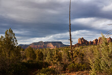 A Dead Tree In Foreground With Forest And Red Rock Formations And Butte In Background With Gathering Storm Clouds; Sedona, Arizona, United States Of America