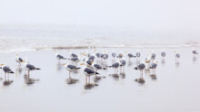 Seagulls Standing On The Wet Beach In The Surf; Cannon Beach, Oregon, United States Of America