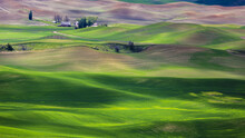 Sunlit Rolling Hills With Green Grain Fields And Farm Buildings; Palouse, Washington, United States Of America