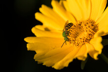 A Metallic Green Sweat Bee Seeks Nectar From A Coreopsis Blossom In Oregon; Astoria, Oregon, United States Of America