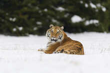 Siberian Tiger (Panthera Tigris Altaica) Lying In Snow In Winter; Czech Republic