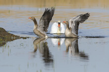 Two Greylag Geese (Anser Anser) With A Mute Swan (Cygnus Olor) On Water