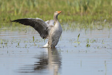 Greylag Goose (Anser Anser) Standing In Shallow Water