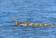 Egyptian Goose (Alopochen Aegyptiacus) With Goslings Swimming On A Lake; Europe