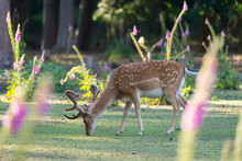 Fallow Deer (Dama Dama) Stag Grazing On Grass; Europe