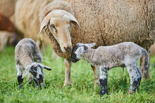 Close-up Of Ewe Sheep (Ovis Aries) Nurturing Two Lambs, Standing In A Field; Bavaria, Germany