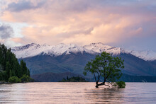 Willow Tree Growing In Lake Wanaka With Snowcapped Mountains In Background And Dramatic Clouds At Sunset, Queenstown-Lakes District; Otago Region, South Island, New Zealand