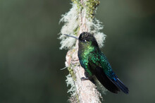 A Green-crowned Brilliant Hummingbird (Eugenes Fulgens) Rests In A Tree; Costa Rica