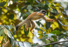 A Squirrel Monkey (Saimiri) Leaps From Branch To Branch In The Tree Canopy Of The Rainforest; Puntarenas, Costa Rica