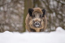 Portrait Of A Wild Boar (Sus Scrofa) In Snow; Spessart, Bavaria, Germany