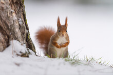 Portrait Of A Red Squirrel (Sciurus Vulgaris) In Snow Standing At The Base Of A Tree; Germany