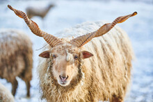 Close-up Portrait Of A Hortobagy Racka Sheep (Ovis Aries Strepsiceros Hungaricus) In Winter; Little Fatra (Kleine Fatra), Carpathian Mountains, Terchova, Slovakia