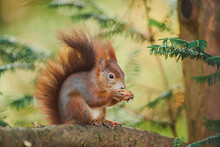 Eurasian Red Squirrel (Sciurus Vulgaris); Bavaria, Germany