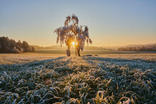 Frozen Silver Birch, Warty Birch Or European White Birch (Betula Pendula) Tree With A Perch On A Meadow At Sunrise; Bavaria, Germany