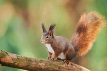 Eurasian Red Squirrel (Sciurus Vulgaris) Alert On A Tree Branch; Bavaria, Germany