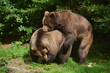 © Designpics - Eurasian brown bears (Ursus arctos arctos) mating on a forest glade, captive, Bavarian Forest National Park; Bavaria, Germany