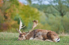 Fallow Deer (Dama Dama) Buck Resting On A Meadow, Captive; Bavaria, Germany