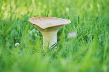 Pheasant's Back Mushroom (Cerioporus Squamosus) Mushroom; Bavaria, Germany