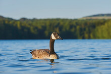 Canada Goose (Branta Canadensis) Swimming In A Lake; Bavaria, Germany