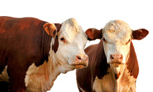 Two Brown And White Cows
