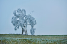 Frozen Silver Birch, Warty Birch Or European White Birch (Betula Pendula) Tree With A Ladder And Perch On A Meadow; Bavaria, Germany