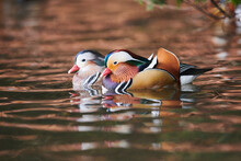 Two Mandarin Duck (Aix Galericulata) Males Swimming On A Lake; Bavaria, Germany
