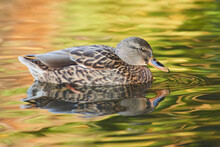 Mallard (Anas Platyrhynchos) Duck Female Swimming On A Lake; Bavaria, Germany