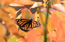 A Monarch Butterfly Rests On An Orange Leaf.