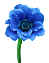 Close-up Of A Blue Flower On A White Background; Studio