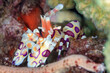 © Designpics - A beautiful Harlequin Shrimp (Hymenocera picta) sits within the colorful reef, a much sought after find for divers, Maui; Hawaii, United States of America