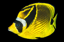 Close-up Portrait Of A Racoon Butterflyfish (Chaetodon Lunula) With A Black Background, Maui; Hawaii, United States Of America