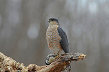 Sharp-shinned Hawk (Accipiter Striatus) Preying On Black-capped Chickadee (Parus Atricapillus), Perches In A Tree; New York, United States Of America