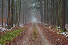 Forest Road In Winter With Fog; Odenwald, Hesse, Germany