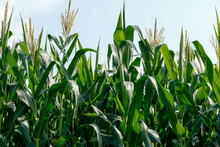 Closeup Of Corn Plants With Tassel. Brazil