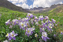 Wild Columbines Growing In A Valley