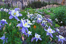 Wild Columbines Growing In A Valley In The American Basin Of Colorado, USA