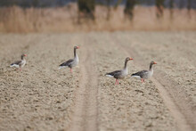 Greylag Geese (Anser Anser) Standing On A Beach With Tire Tracks; Bavaria, Germany