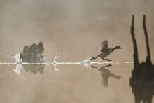 Dabchick Or Little Grebe (Tachybaptus Ruficollis) Running On The Surface Of A Lake On A Misty Morning; Bavaria, Germany
