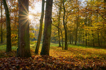 Forest With Sun In Autumn; Spessart, Bavaria, Germany