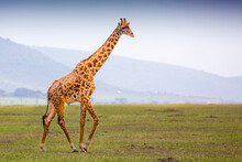 A Giraffe (giraffa) Walking In A Field In The Grasslands Of The Savanna With A Hazy Silhouette Of The Mountains In The Background; Maasai Mara National Park, Kenya, Africa