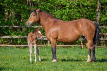 Foal (Equus Ferus Caballus) Standing Next To Mare In A Green Pasture In Spring; Europe