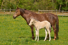 Portrait Of A Foal With Mare (Equus Ferus Caballus) Standing Beside Each Other In A Green Pasture In Spring; Europe