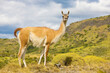 Portrait of a guanaco (Lama guanicoe) looking at camera, Torres del Paine National Park; Patagonia, Chile