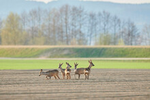 Roe Deer (Capreolus Capreolus) Grazing In A Furrowed Field, Some Looking At The Camera; Bavaria, Germany
