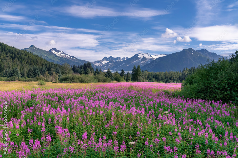 Fireweed Blooms And The Mendenhall Towers And Glacier Tongass Forest 