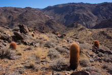 Barrel Cacti In Joshua Tree National Park.