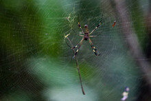 A Golden Orb Weaver Spider And Its Web.