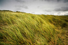 Marram Grass (Ammophila) Flattened By High Storm Wind, Devon, Great Britain; Thurlestone, Devon, England