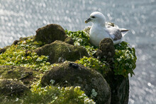 Kittiwake (Larus Tridactyla) On A Cliff Ledge, Surrounded By Vegetation Fed By The Guano, Latrabjarg Cliffs, Iceland; West Fjords, Iceland